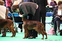 Crufts2011 117